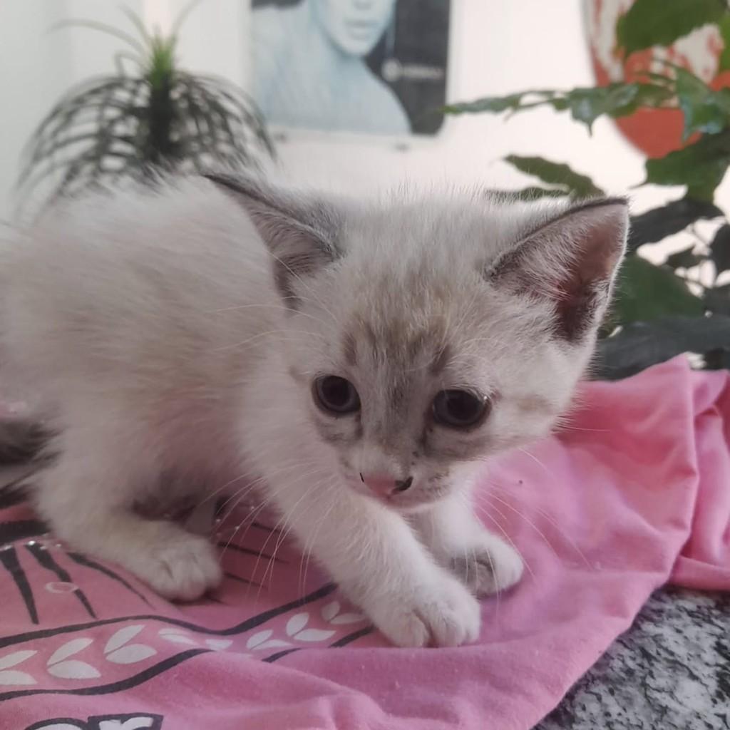 Nivea, gata de porte médio para adoção em Vila Velha - ES