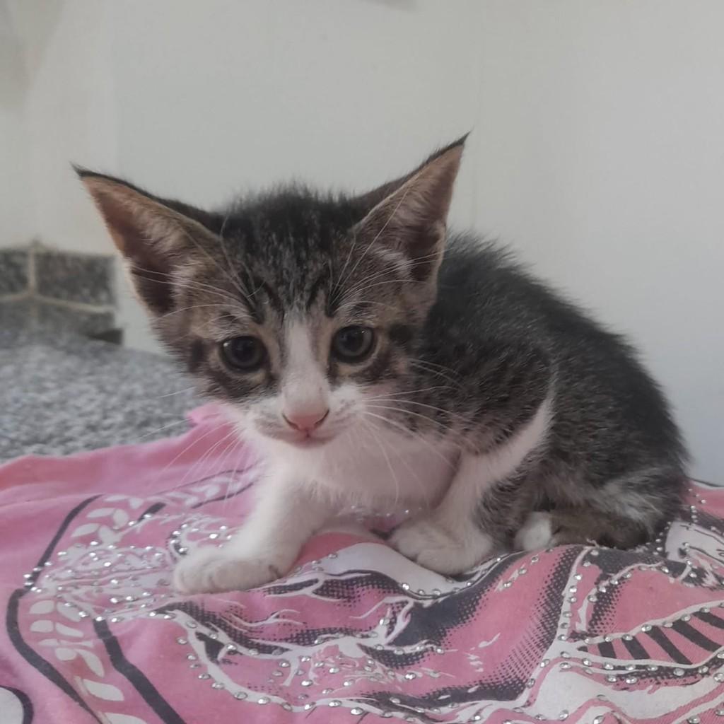 Pedro, gato de porte médio para adoção em Vila Velha - ES