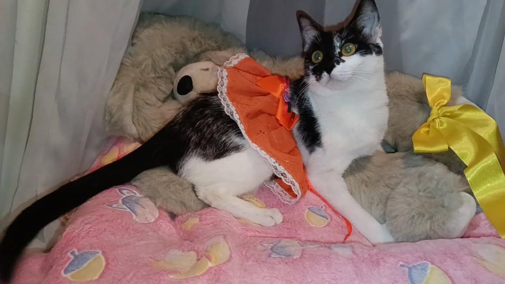 Docinha Flor, gata de porte médio para adoção em Vila Velha - ES