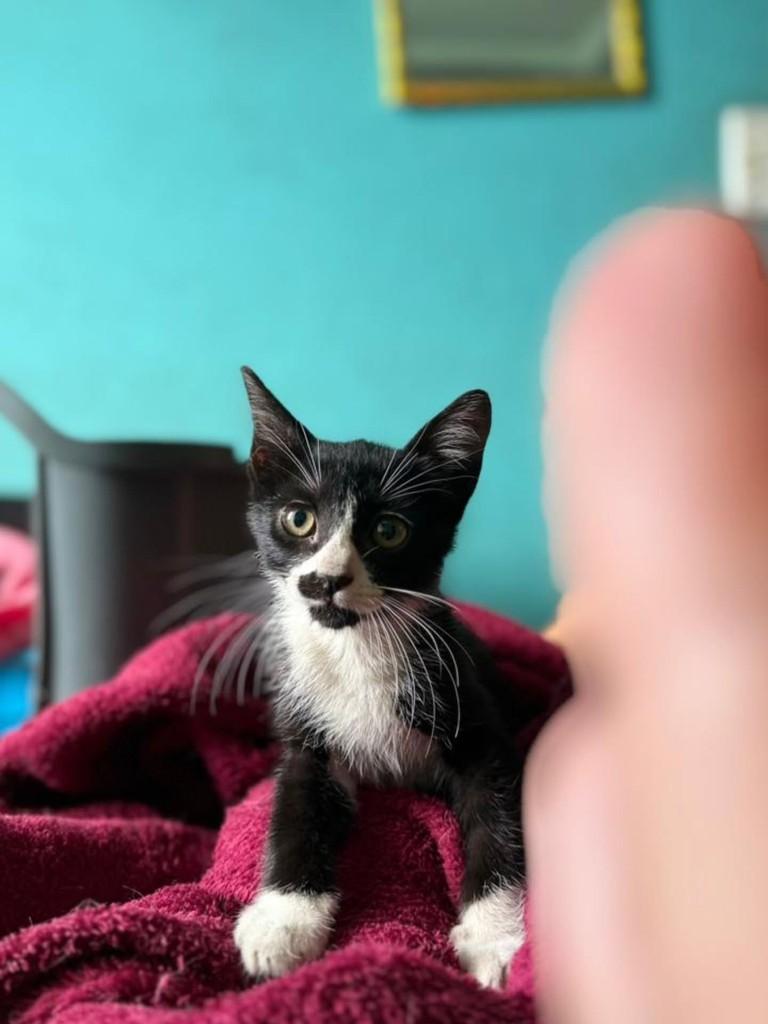 Pingo, gato de porte médio para adoção em Vila Velha - ES