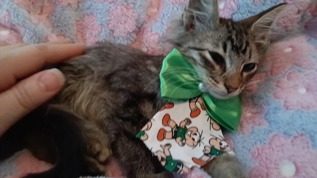 Tom, gato de porte médio para adoção em Vila Velha - ES