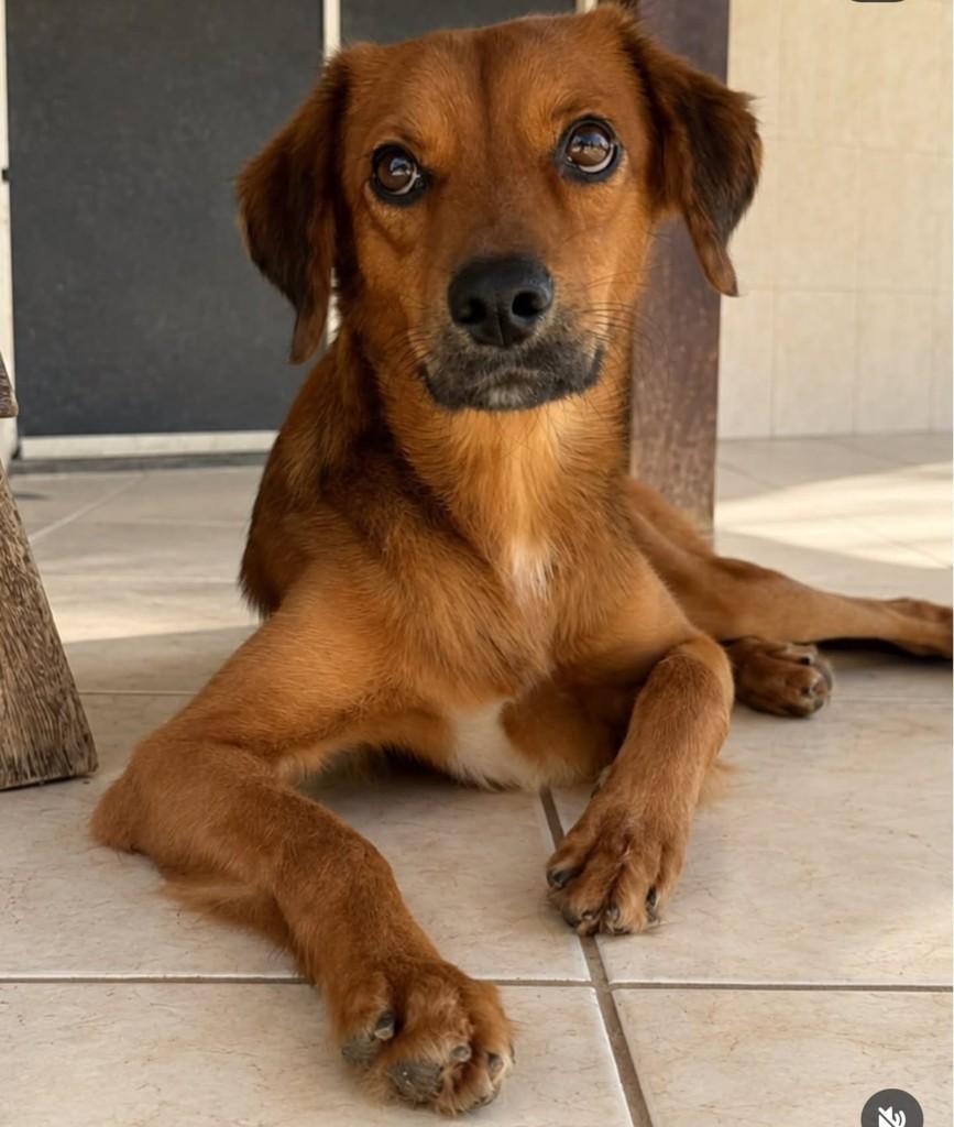 Maui, cachorro de porte médio para adoção em Vila Velha - ES