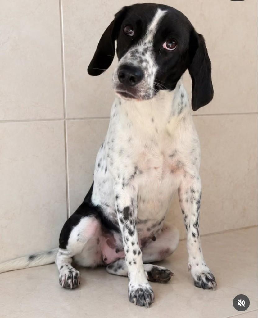 Cissa, cadela de porte médio para adoção em Vila Velha - ES