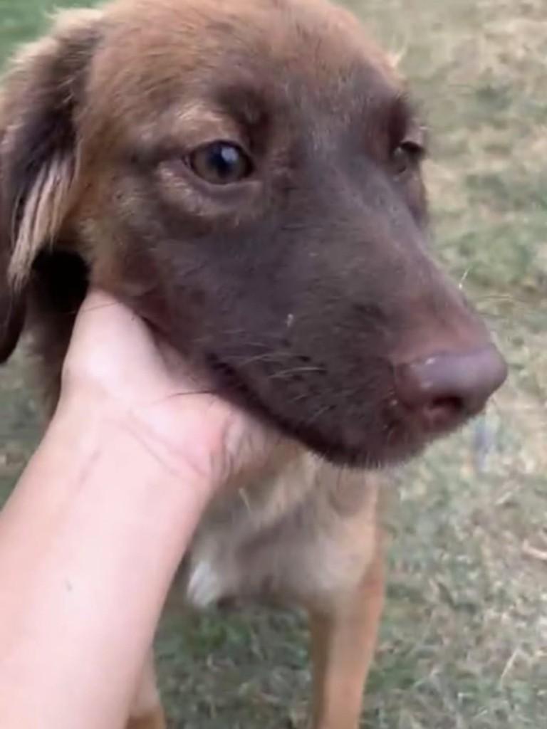 Mikka, cadela de porte médio para adoção em Vila Velha - ES