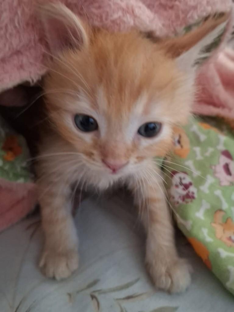 Leozinho, gato de porte médio para adoção em Vila Velha - ES