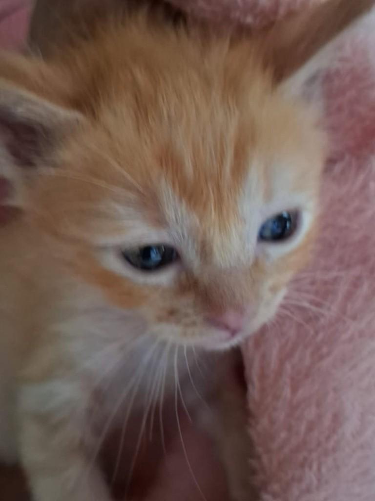 Oncinho, gato de porte médio para adoção em Vila Velha - ES