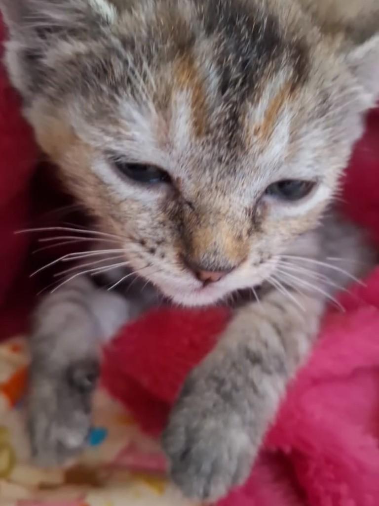 Tigrinha, gata de porte médio para adoção em Vila Velha - ES
