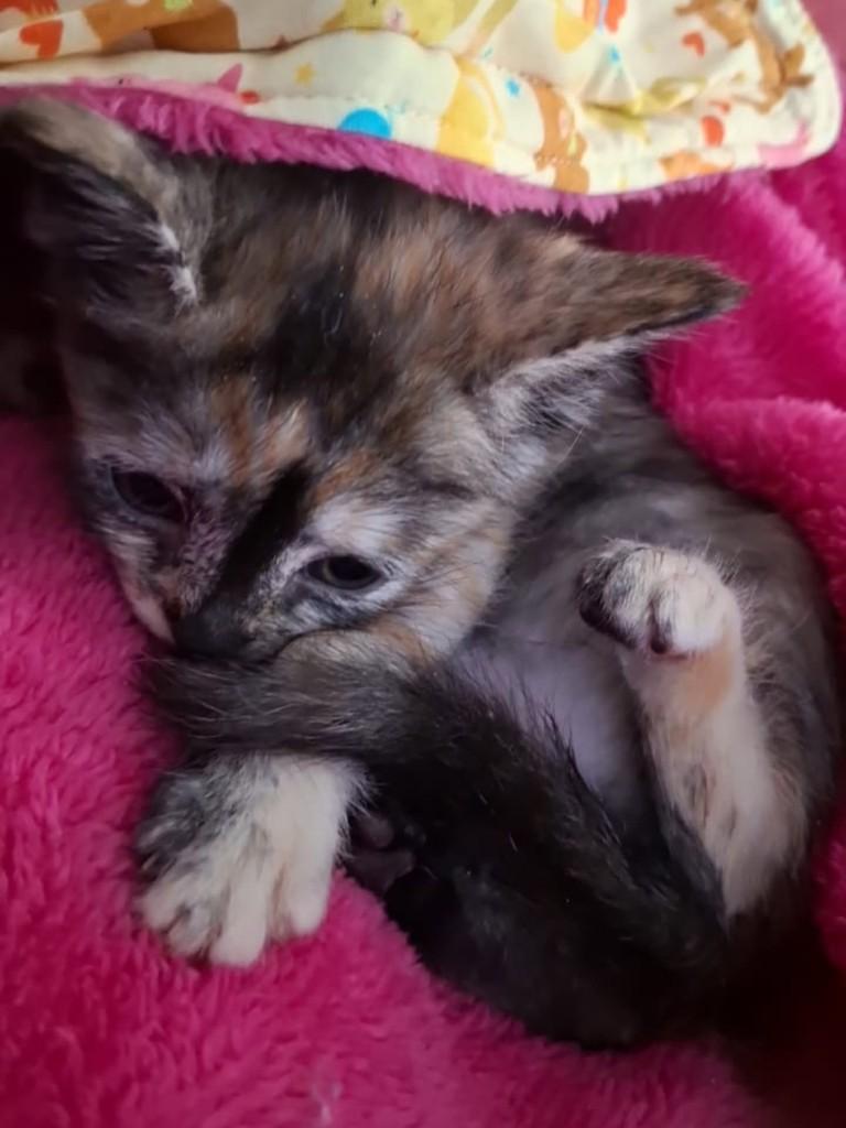 Ursinha, gata de porte médio para adoção em Vila Velha - ES