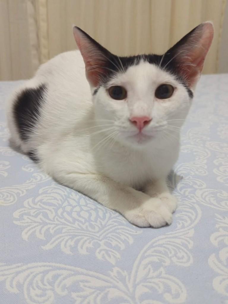 Frajola, gato de porte médio para adoção em Vila Velha - ES