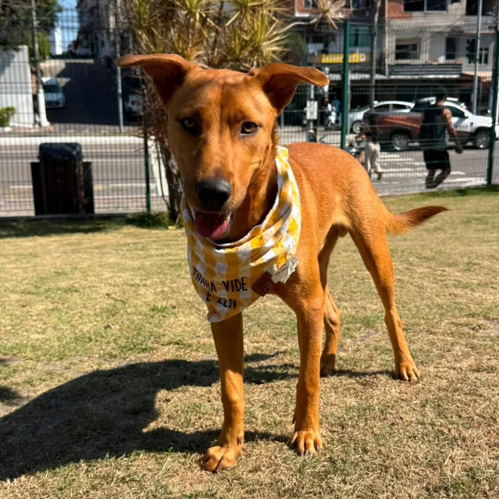 Tijolinho, cachorro de porte médio para adoção em Vila Velha - ES