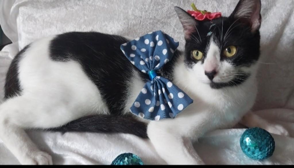 Isa, gata de porte médio para adoção em Vila Velha - ES