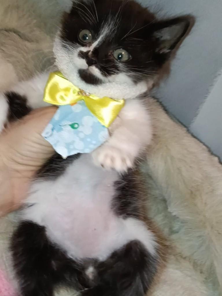 Pitoquinho, gato de porte médio para adoção em Vila Velha - ES