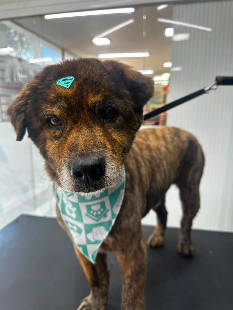 Lobo, cachorro de porte médio para adoção em Vila Velha - ES