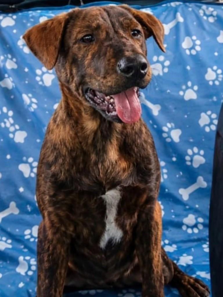 Tigrinha, cadela de porte médio para adoção em Vila Velha - ES
