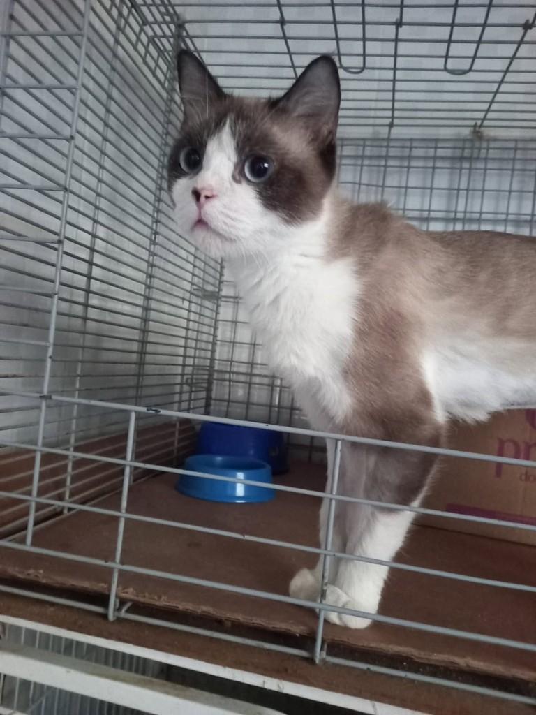 Marge, gata de porte médio para adoção em Vila Velha - ES