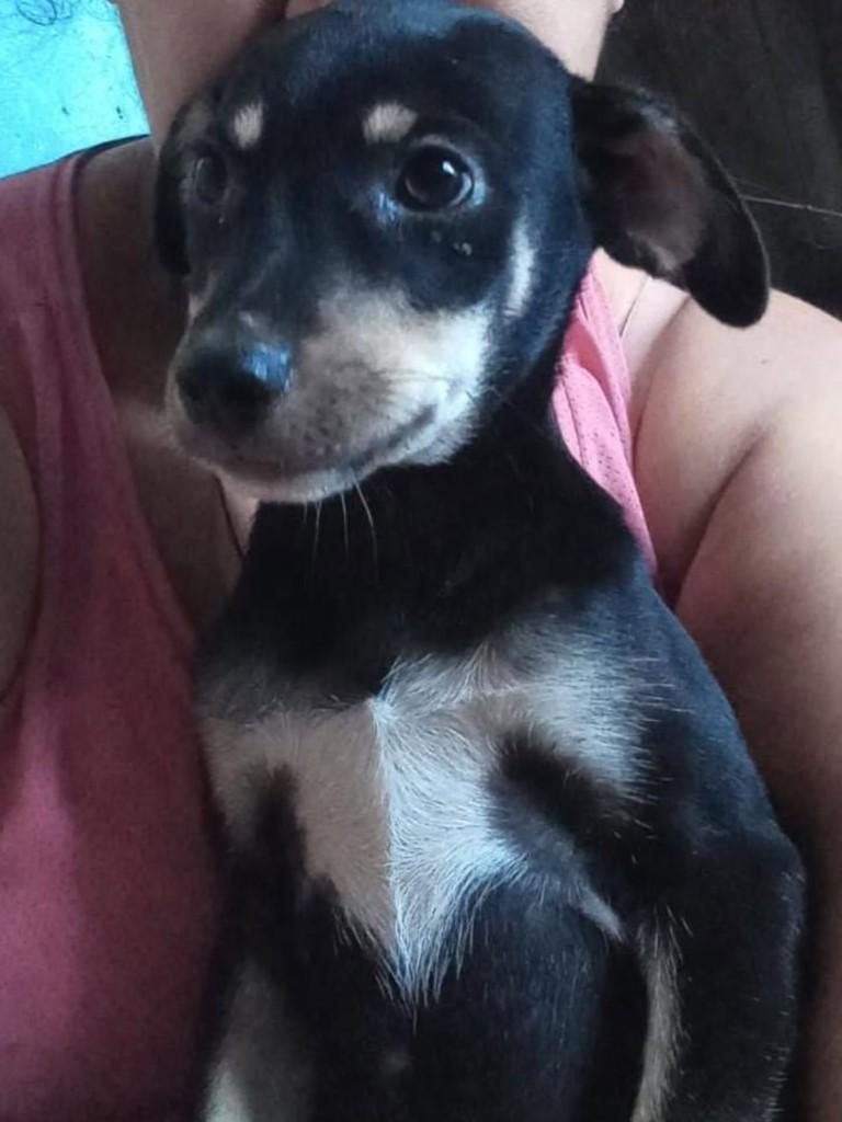 Chitãozinho, cachorro de porte médio para adoção em Vila Velha - ES