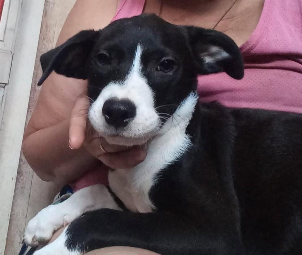 Kingo, cachorro de porte médio para adoção em Vila Velha - ES
