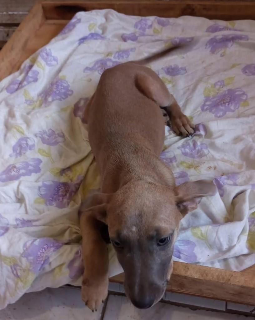 Xororó, cachorro de porte médio para adoção em Vila Velha - ES