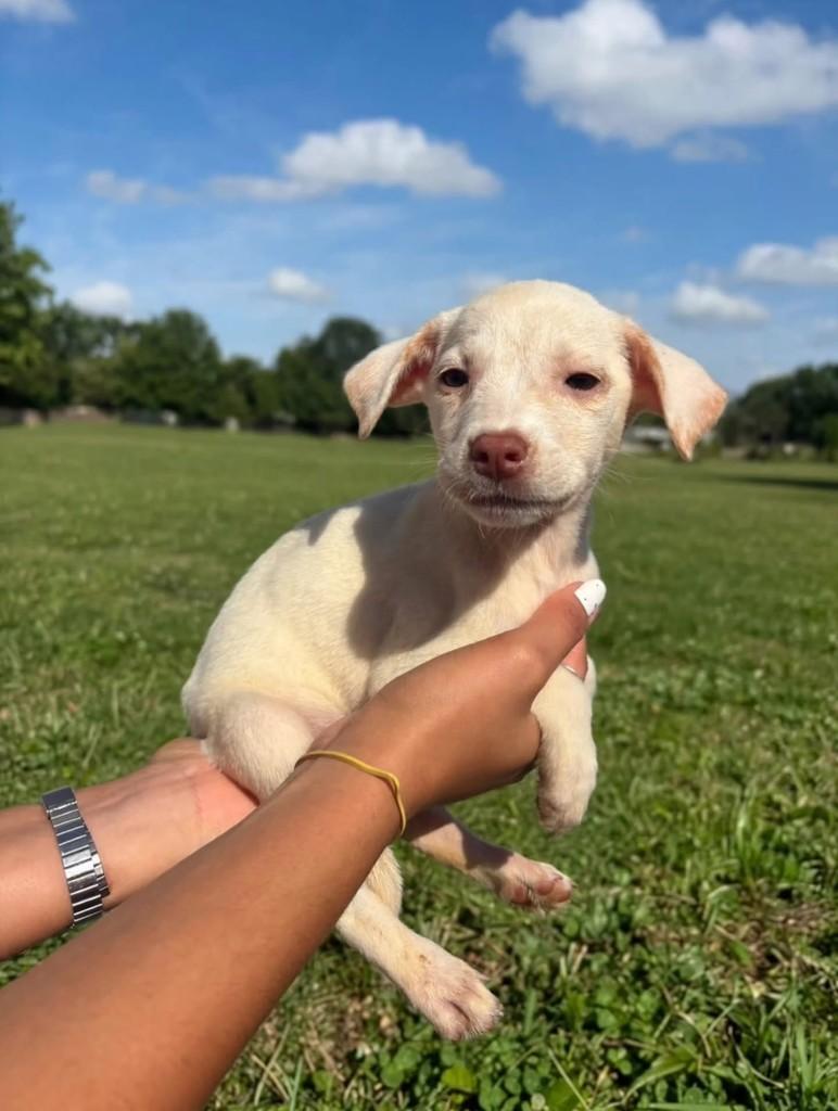 Margarida Habanero, cachorro de porte médio para adoção em Vila Velha - ES