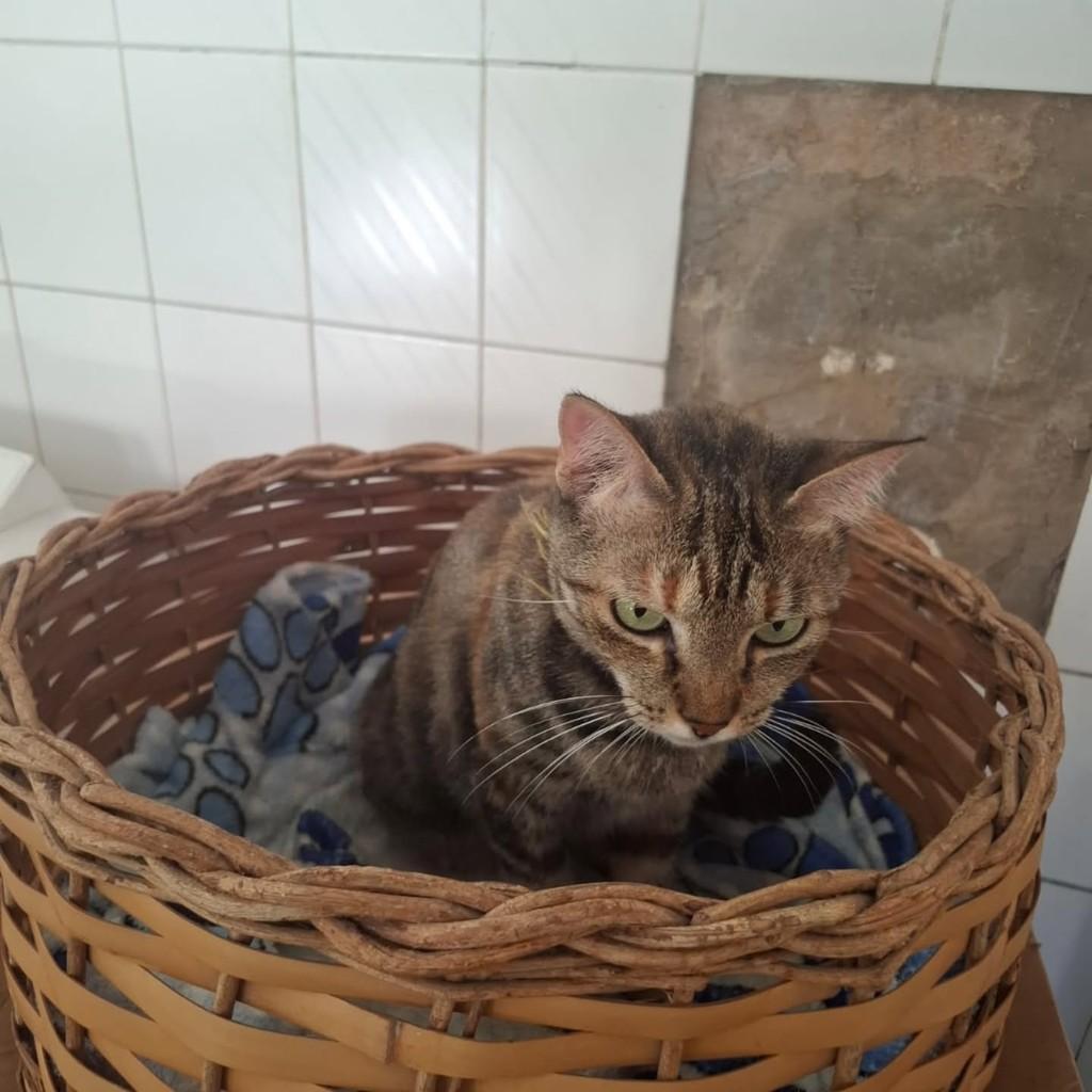 Beth, gata de porte médio para adoção em Vila Velha - ES