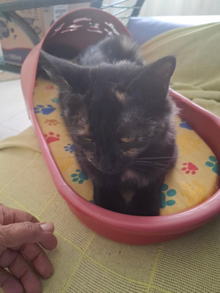 Fiona, gata de porte médio para adoção em Vila Velha - ES