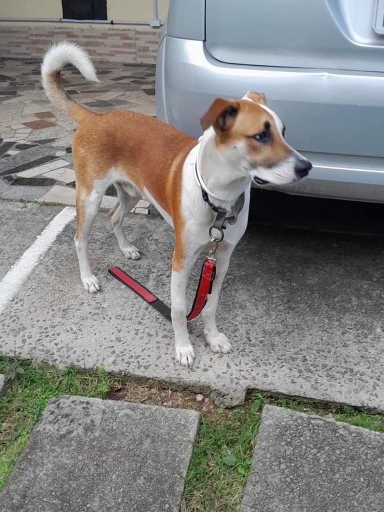 Zeus, cachorro de porte médio para adoção em Vila Velha - ES