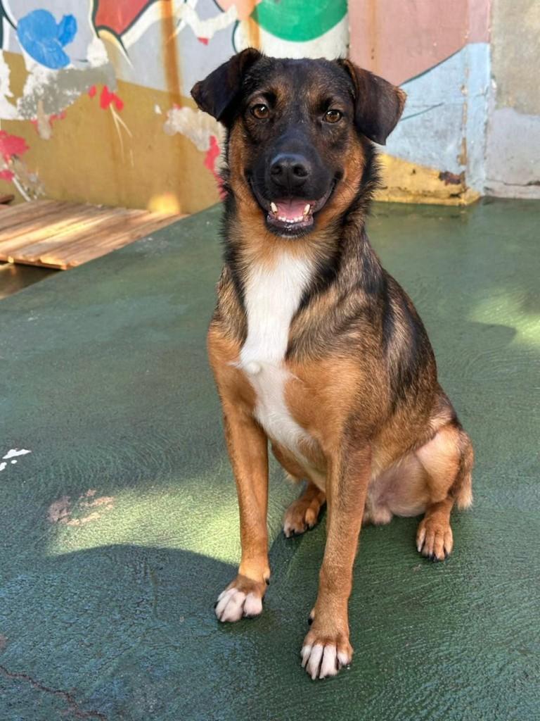 Antônio, cachorro de porte médio para adoção em Vila Velha - ES