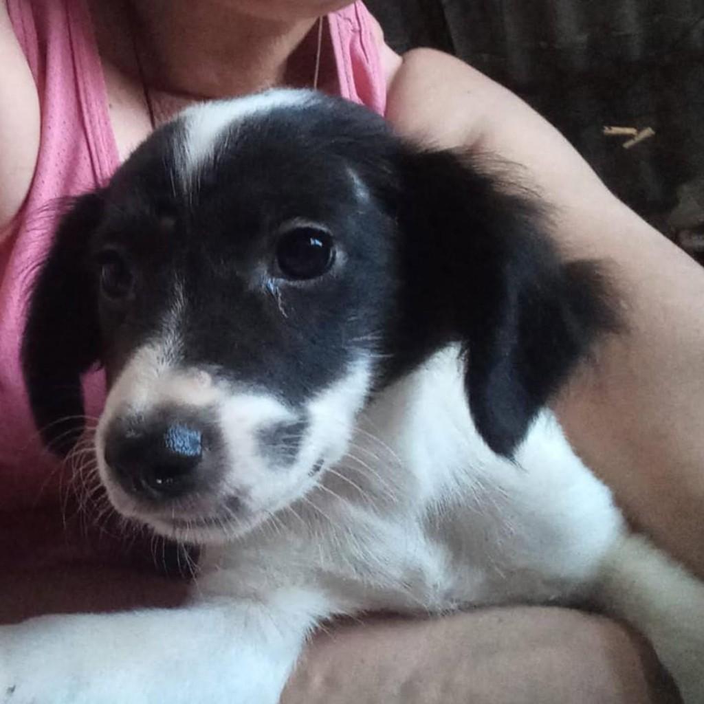 Pluminha, cachorro de porte médio para adoção em Vila Velha - ES