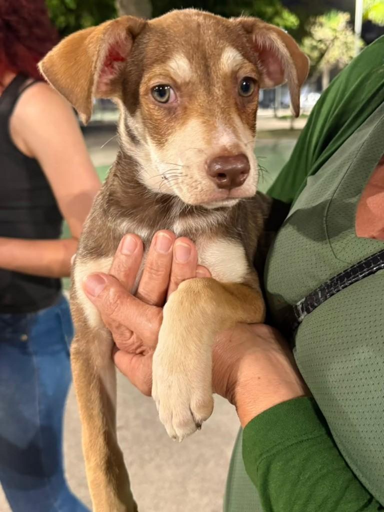 Lila, cadela de porte médio para adoção em Vila Velha - ES