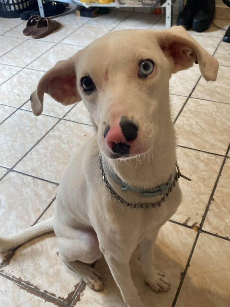 Cassio, cachorro de porte médio para adoção em Vila Velha - ES