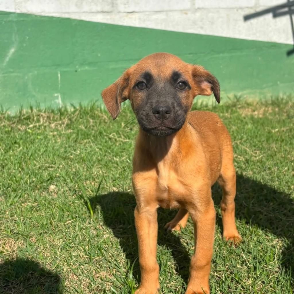 Fidalga, cadela de porte médio para adoção em Vila Velha - ES