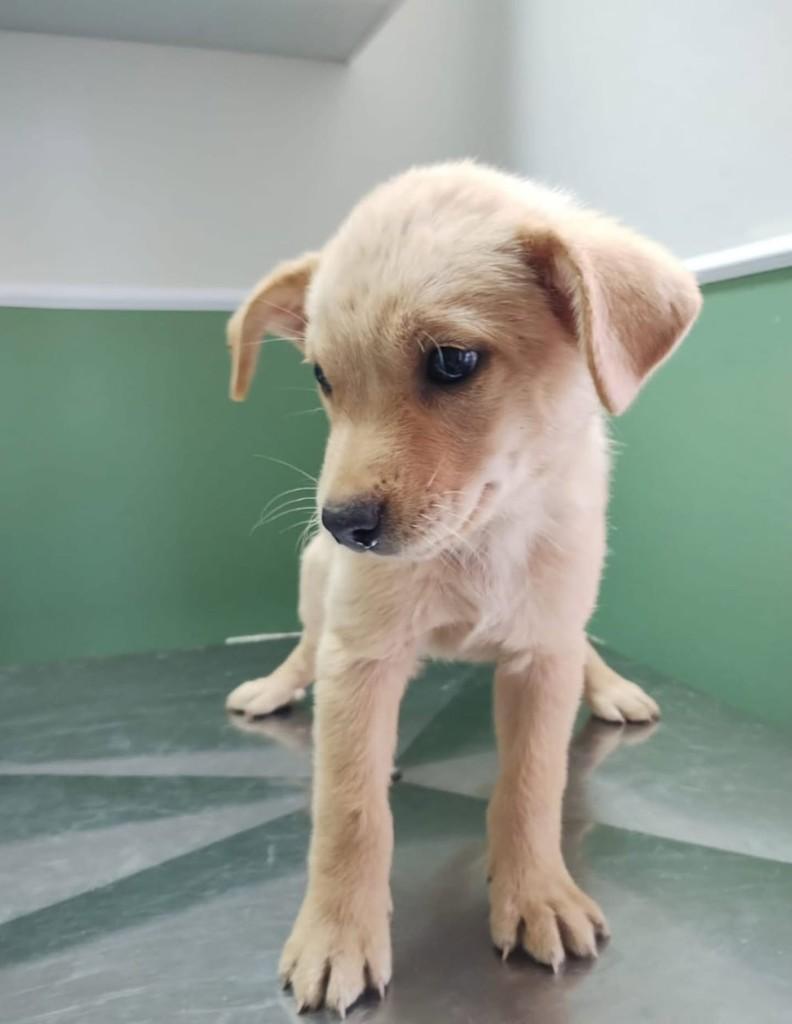 Pedro, cachorro de porte médio para adoção em Vila Velha - ES