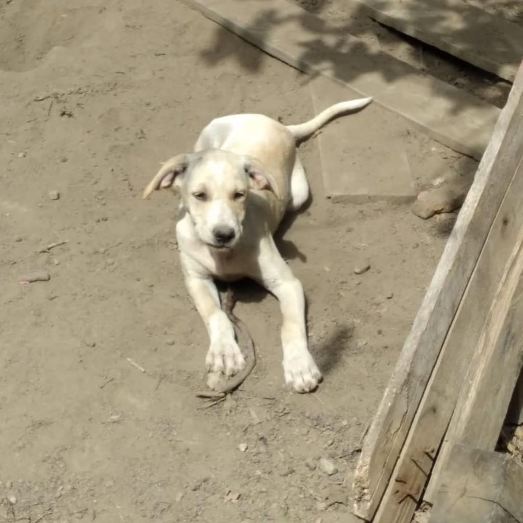 Formiga, cadela de porte médio para adoção em Vila Velha - ES