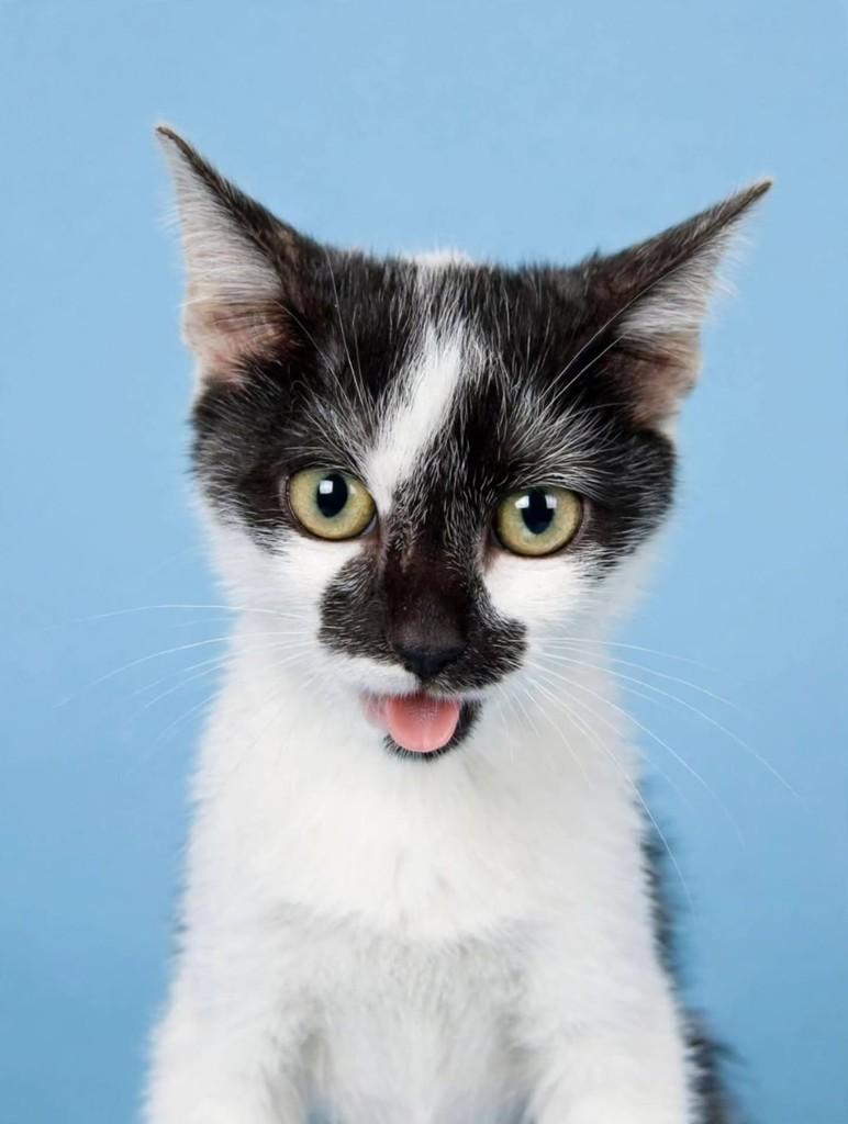 Bigodinho, gato de porte médio para adoção em Vila Velha - ES
