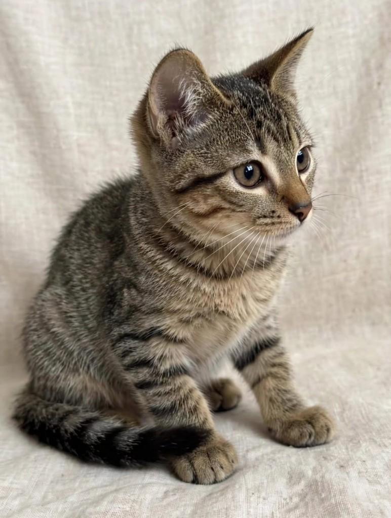 Gordin, gato de porte médio para adoção em Vila Velha - ES