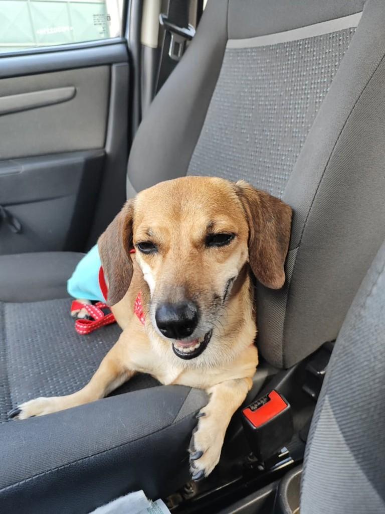 Teodoro, cachorro de porte pequeno para adoção em Vila Velha - ES