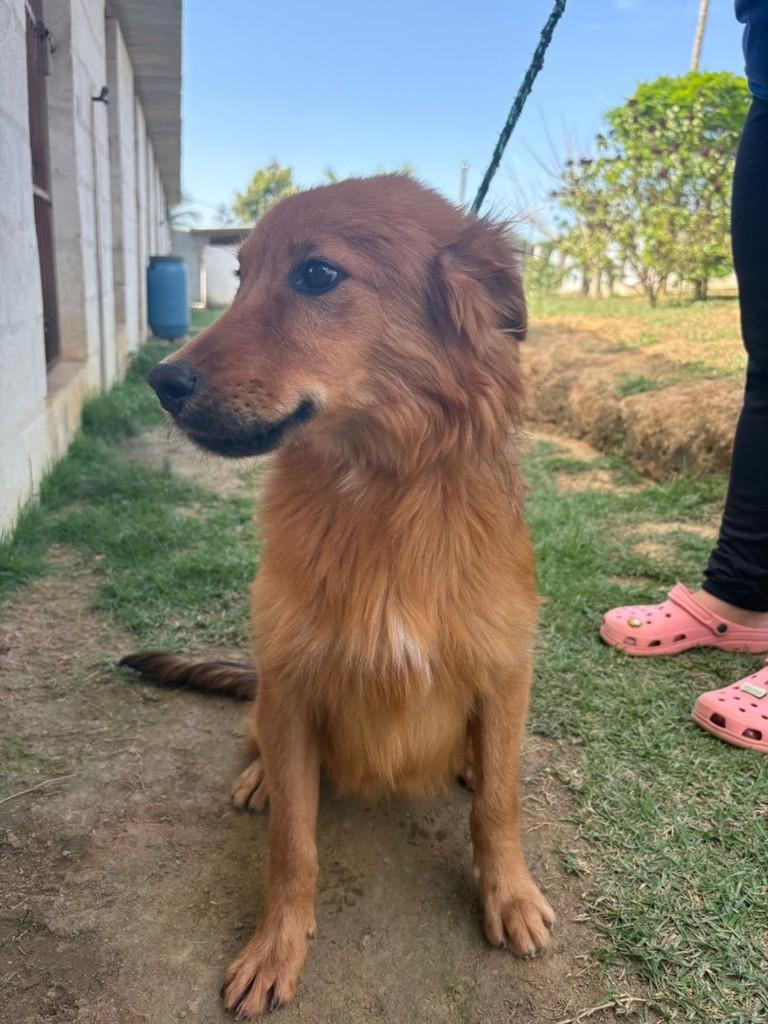 Visconde, cachorro de porte médio para adoção em Vila Velha - ES
