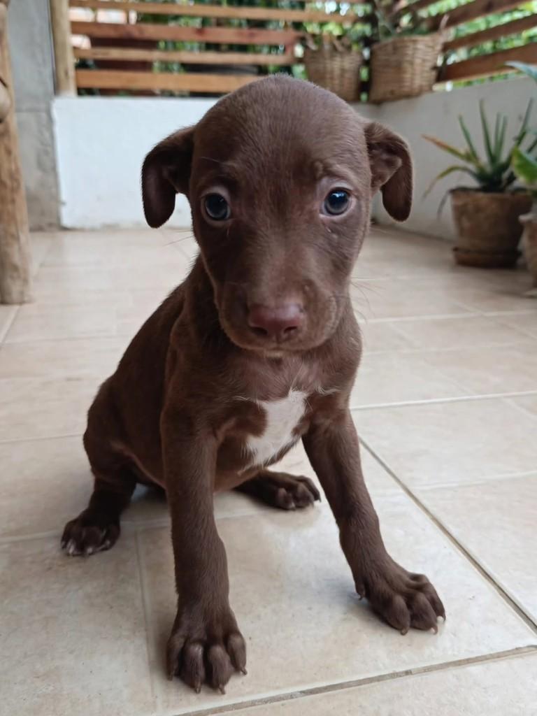 Cacau, cachorro de porte médio para adoção em Vila Velha - ES
