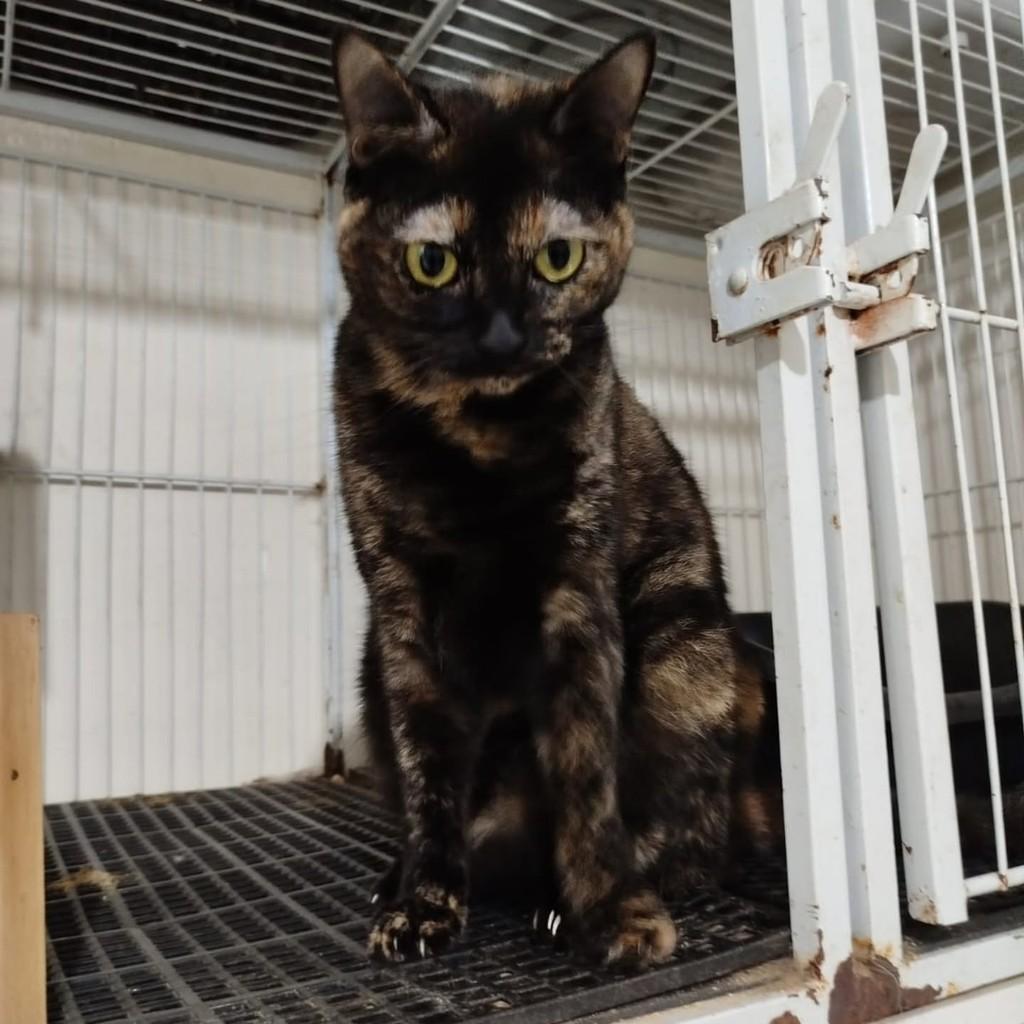 Zaya, gata de porte médio para adoção em Serra - ES