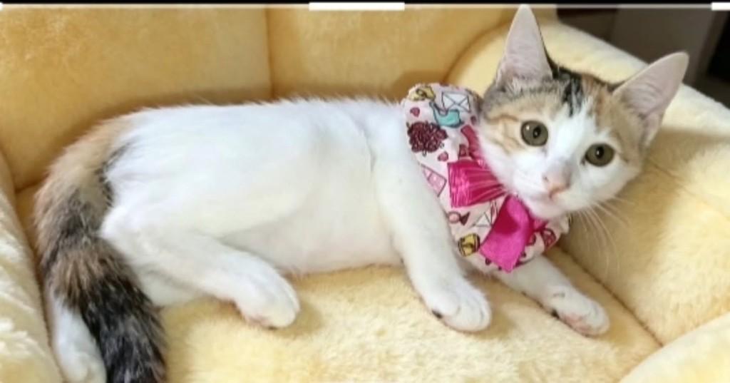 Bete, gata de porte médio para adoção em Vila Velha - ES