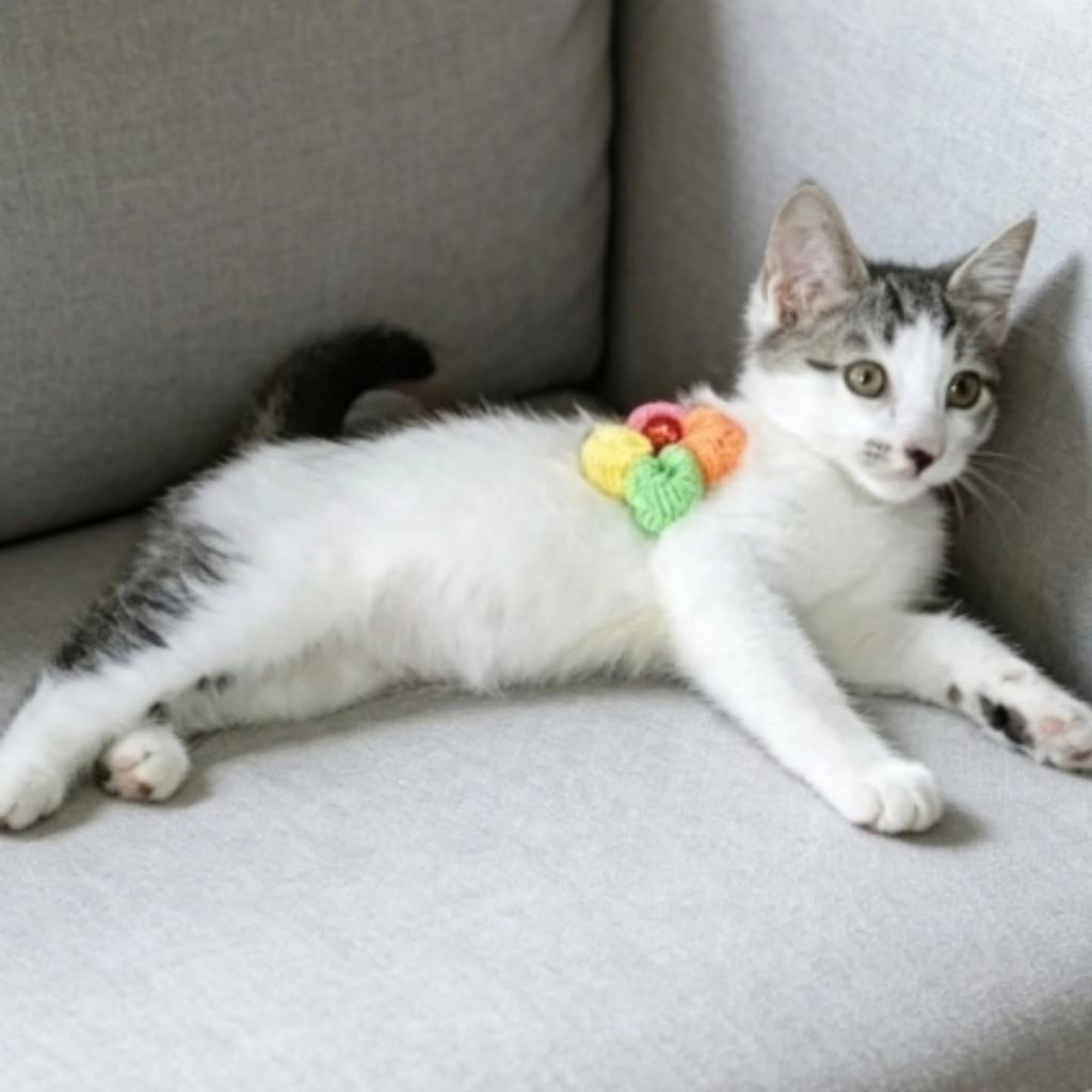 Betinha, gata de porte médio para adoção em Vila Velha - ES