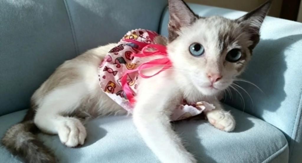 Vivi, gata de porte médio para adoção em Vila Velha - ES