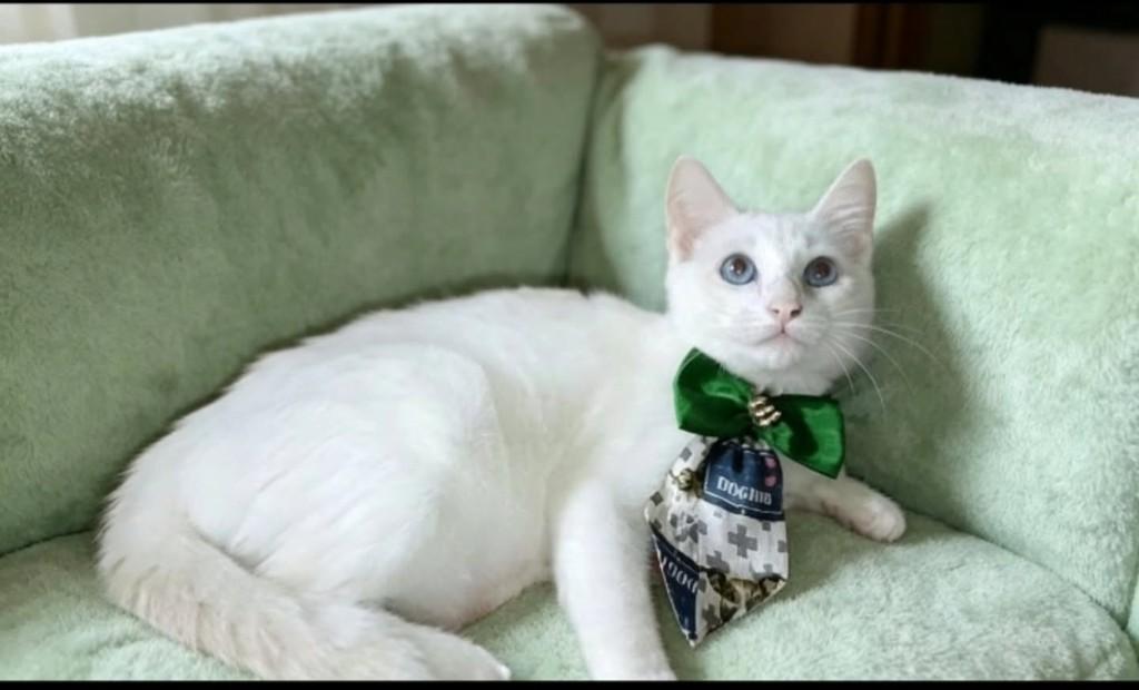 Vavá, gato de porte médio para adoção em Vila Velha - ES