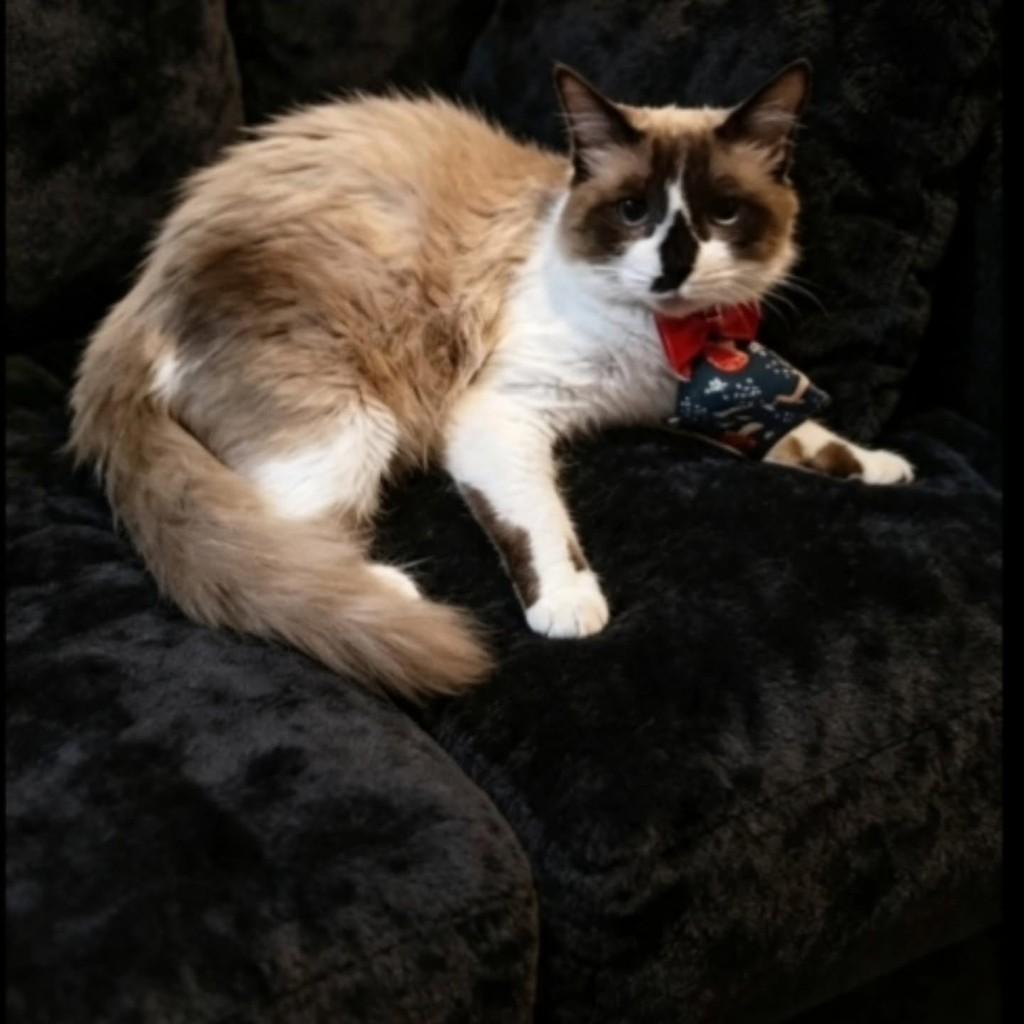 Chaulin, gato de porte médio para adoção em Vila Velha - ES