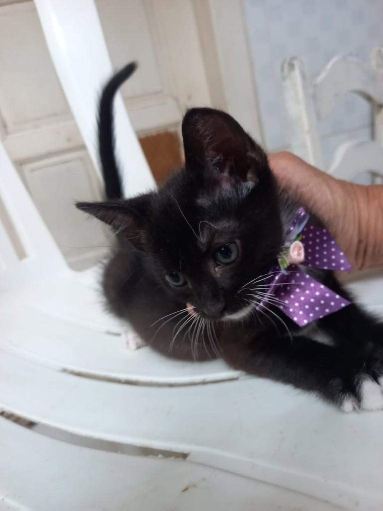 Estrela, gata de porte médio para adoção em Vila Velha - ES
