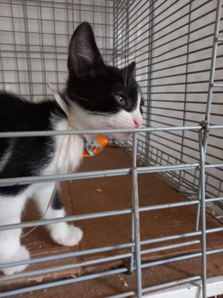 Sol, gata de porte médio para adoção em Vila Velha - ES