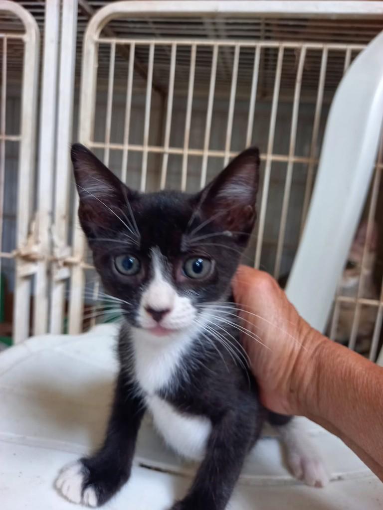 Jupiter, gato de porte médio para adoção em Vila Velha - ES