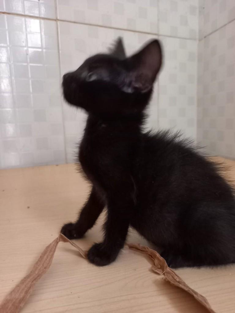 Lua Negra, gata de porte médio para adoção em Vila Velha - ES