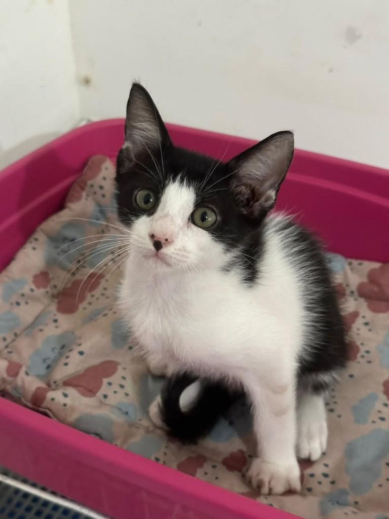 Meg, gata de porte médio para adoção em Vila Velha - ES