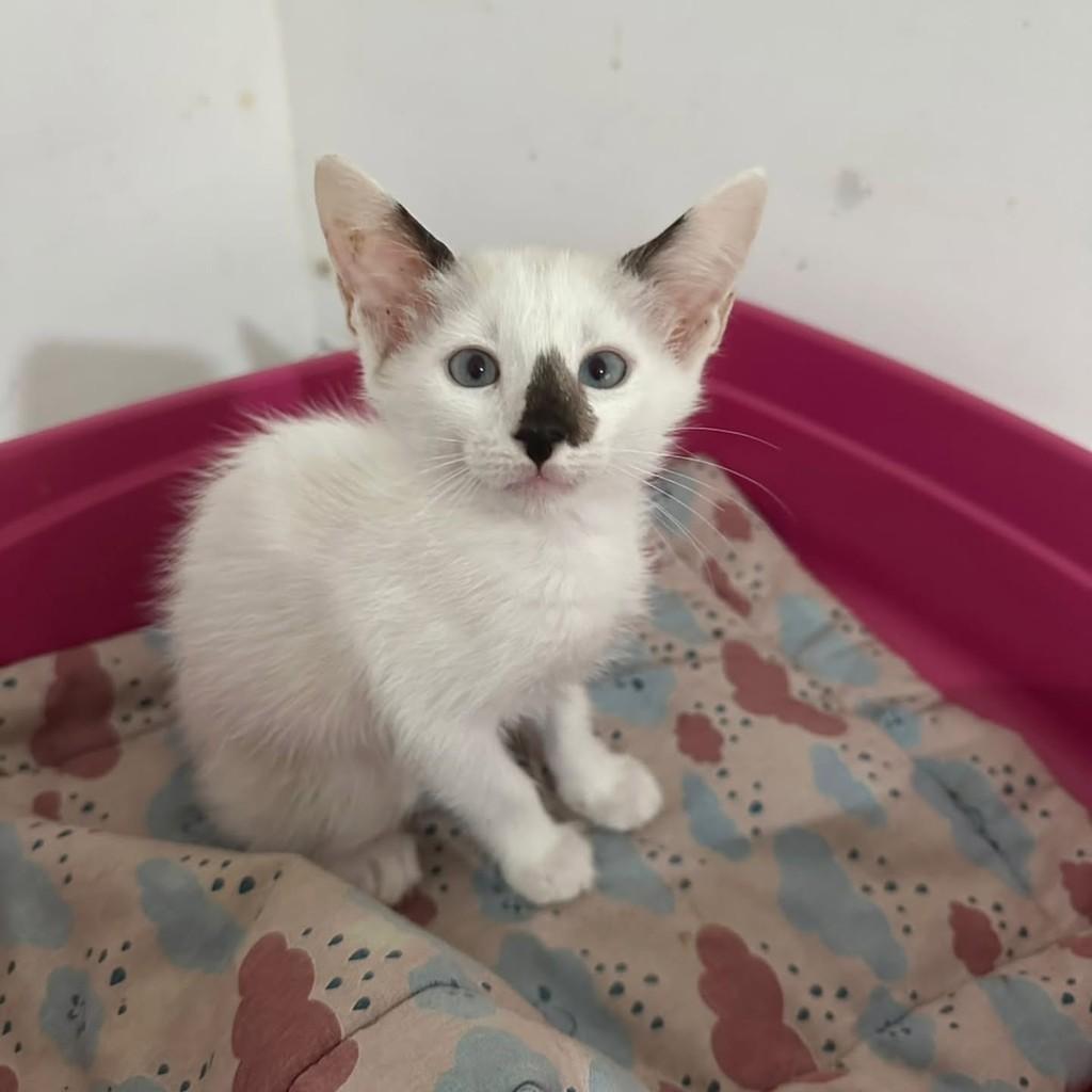 Mia, gata de porte médio para adoção em Vila Velha - ES